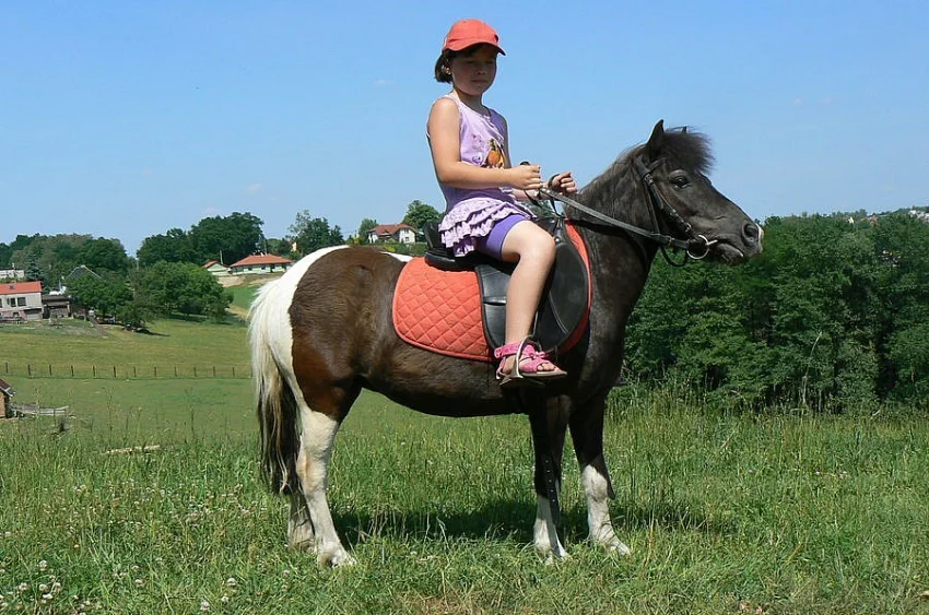 Shetlandský pony